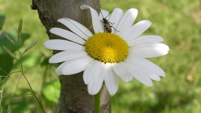 Beetle on a daisy flower