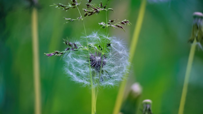 4K Dandelion Seed Head