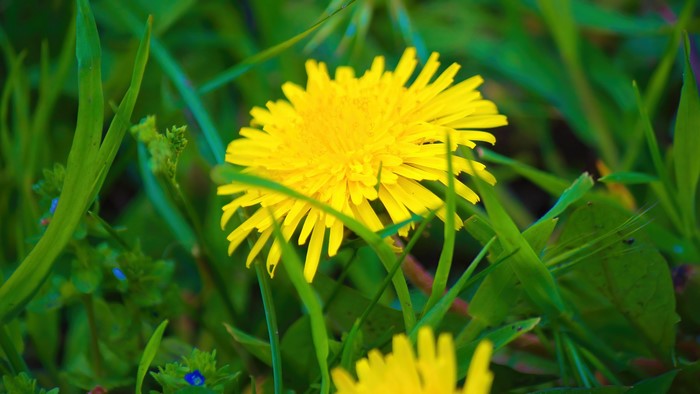 4K Dandelion Flower in Green Grass