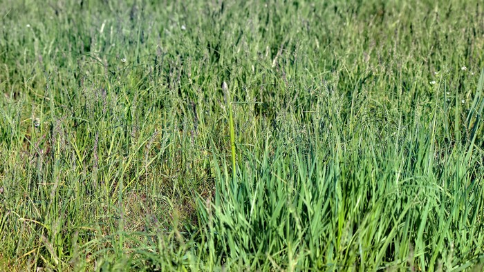 4K Grass Field