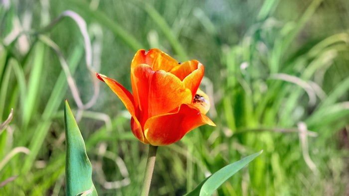Orange Tulip with a Bee
