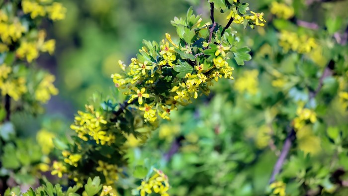 4K Currant flowers on a branch