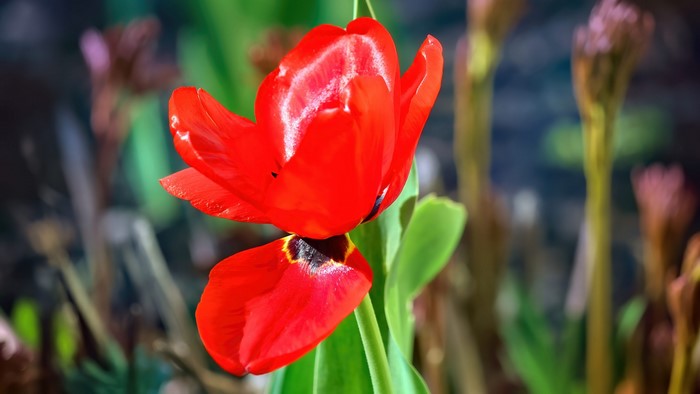 Red Tulip Flower