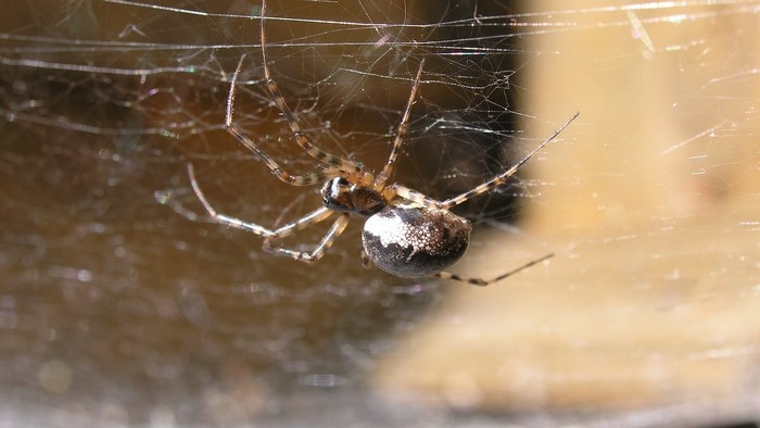 Spider on a web