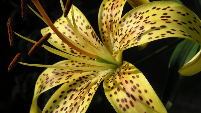 Yellow Tiger Lily with Dark Spots