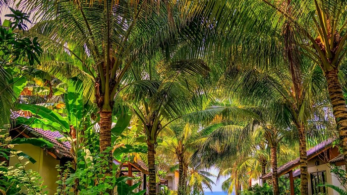Palm trees and tropical foliage over bungalows