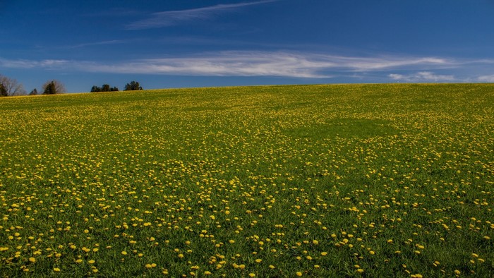 Field of yellow flowers under a blue sky