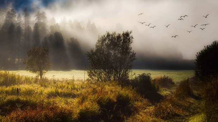 4K Morning Foggy Landscape with Birds