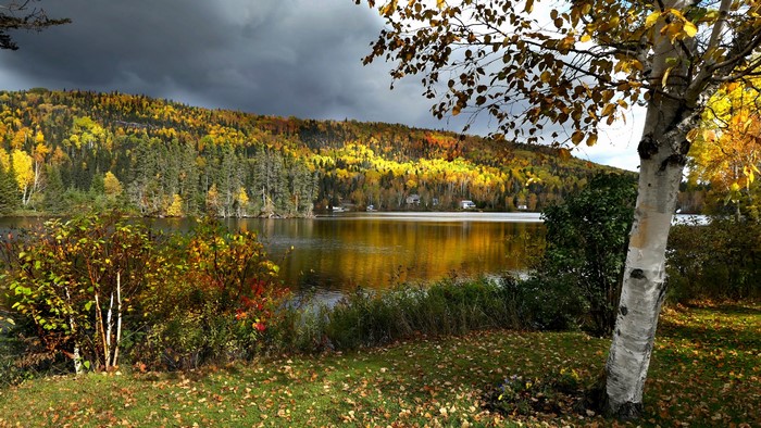 4K Autumn Landscape with Lake and Birch Tree