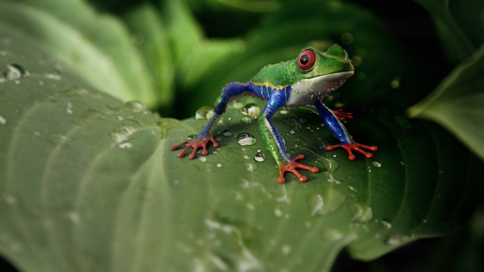 4K Red-eyed Tree Frog on Leaf