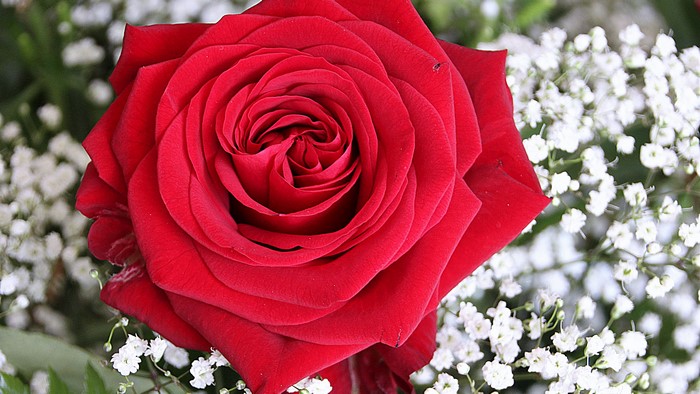 4K Red Rose with Baby's Breath