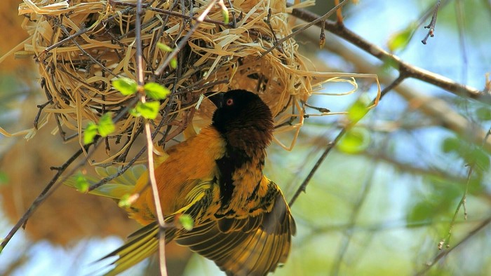 Bird building a nest on a tree branch