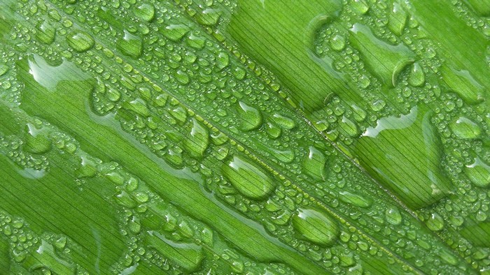 Close-up of green leaf with water droplets