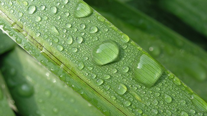 Water droplets on a green leaf