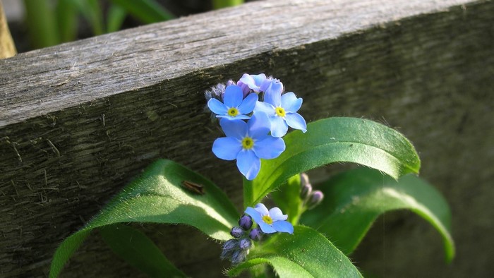 Forget-me-not flowers by a wooden fence