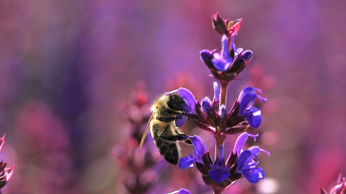 Bee on purple flower