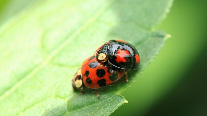 Two ladybugs mating on a green leaf