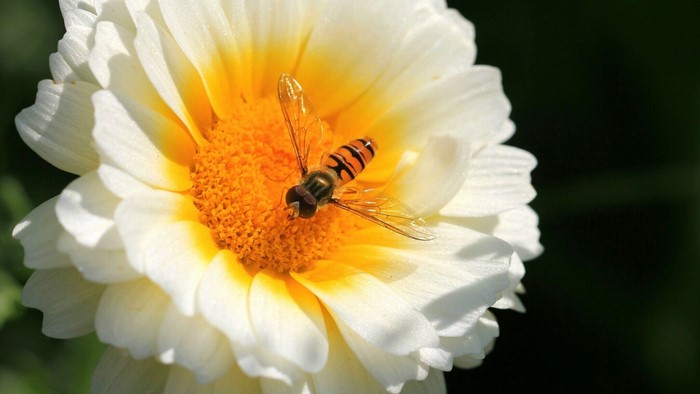 Hoverfly on a white and yellow flower