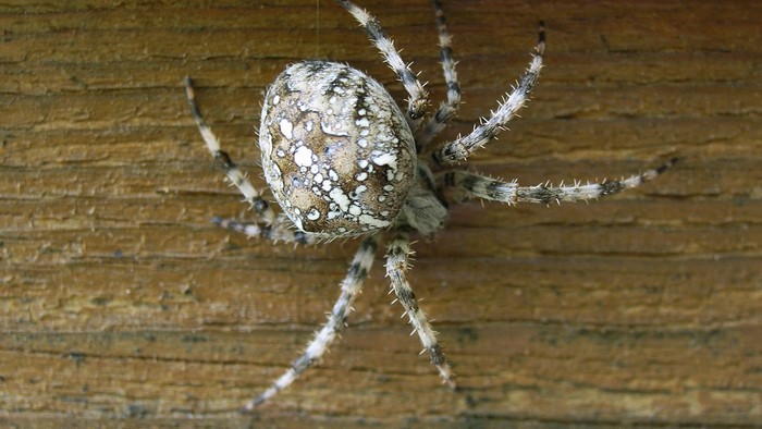 Spider on a wooden surface