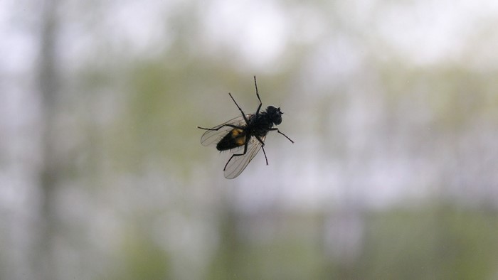 Fly on a window pane