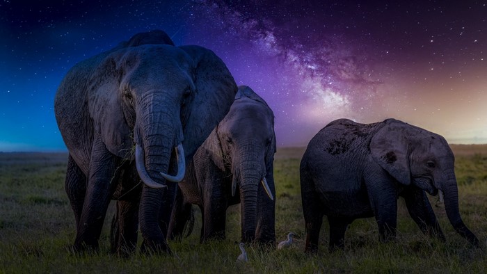Elephants under the Milky Way