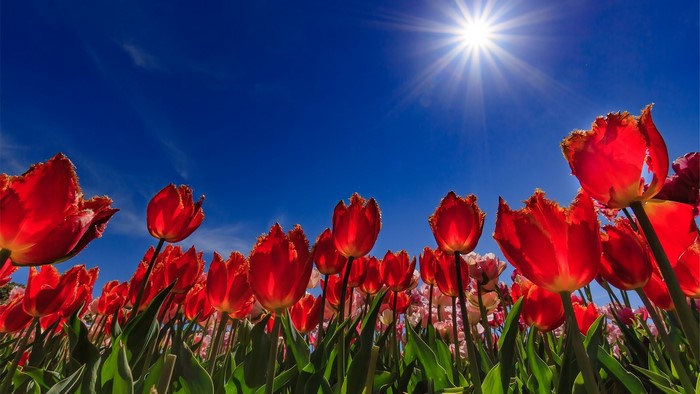 Red tulips blooming under a bright sun