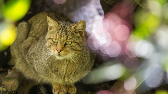 Wildcat with green eyes in foliage