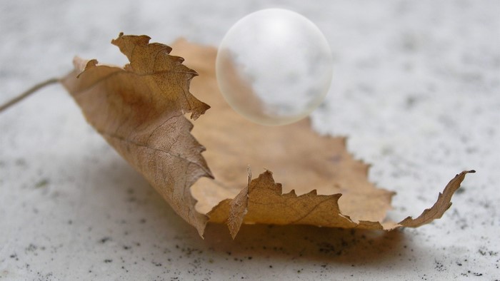 Dry leaf with a white sphere