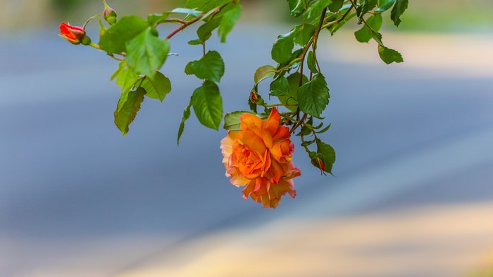 4K Orange Rose Flower
