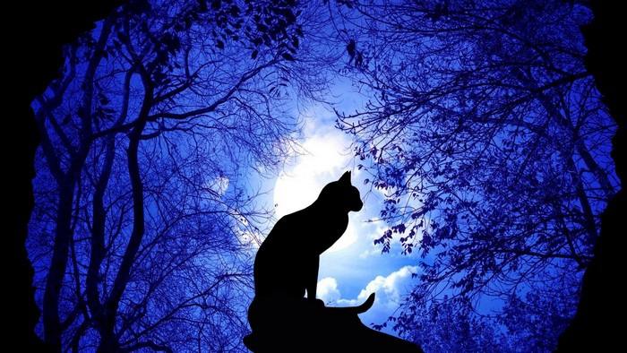Silhouette of a cat sitting on a rock under the moon