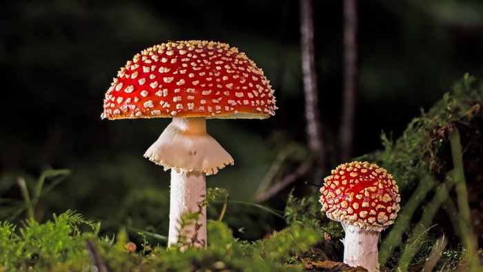 4K Fly Agaric Mushrooms