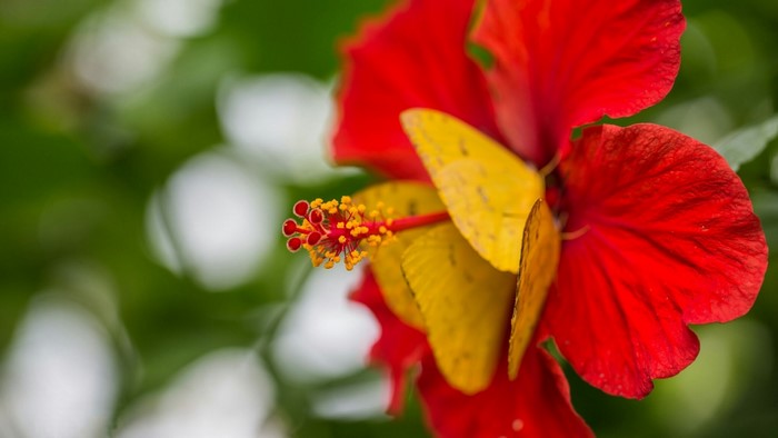 Yellow butterflies on a red hibiscus flower