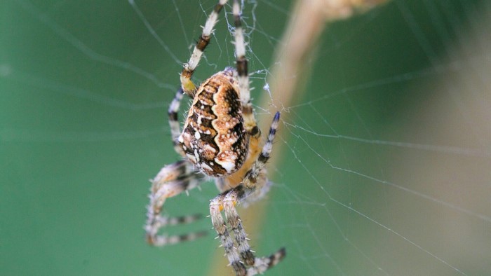 Close-up of a spider on a web