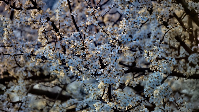 4K Cherry plum blossoms on branches