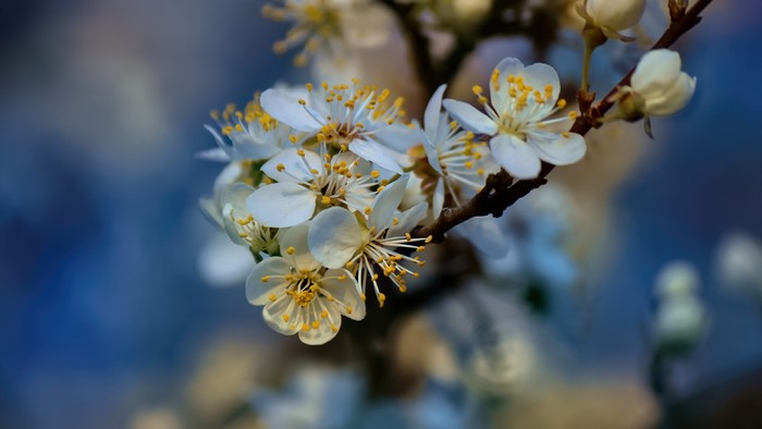 4K Cherry plum blossoms on a branch