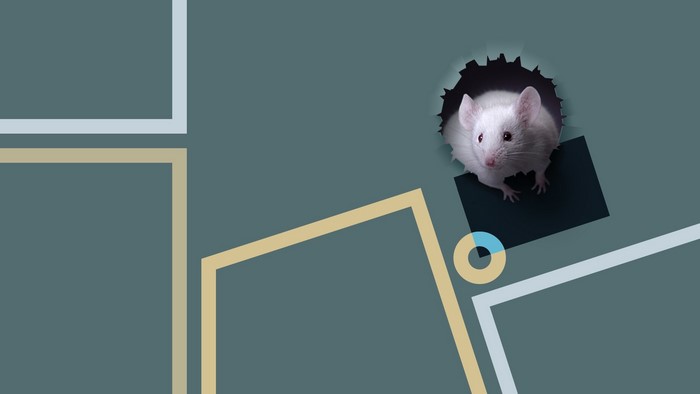 White mouse peeking out of a hole