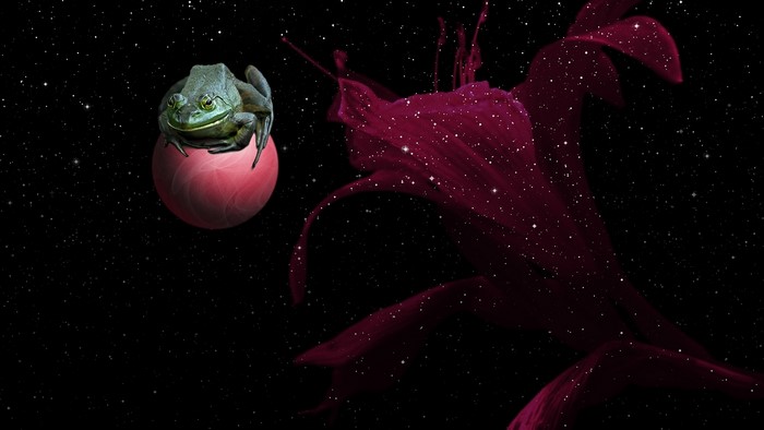 Frog on a planet in space