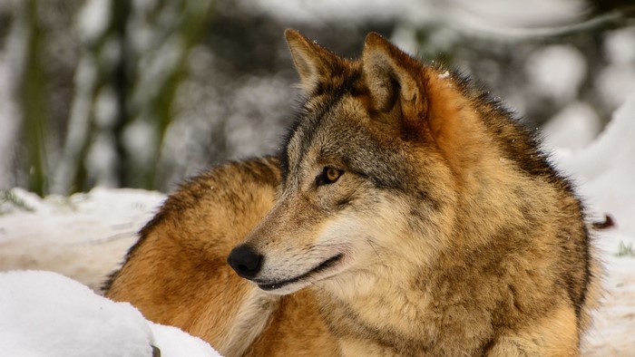 Wolf in the snow