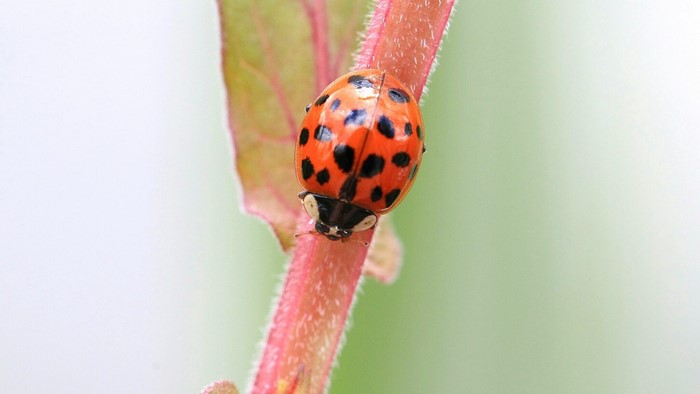 Ladybug on a red stem