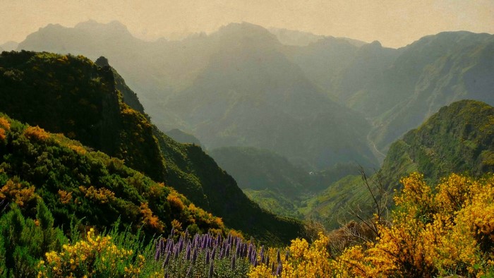 Mountain valley with flowering plants