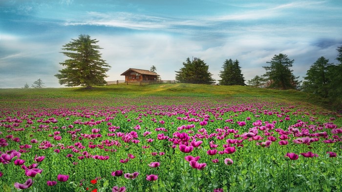 Field of purple flowers with a cabin on a hill