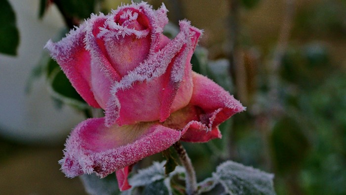 Pink rose covered in frost