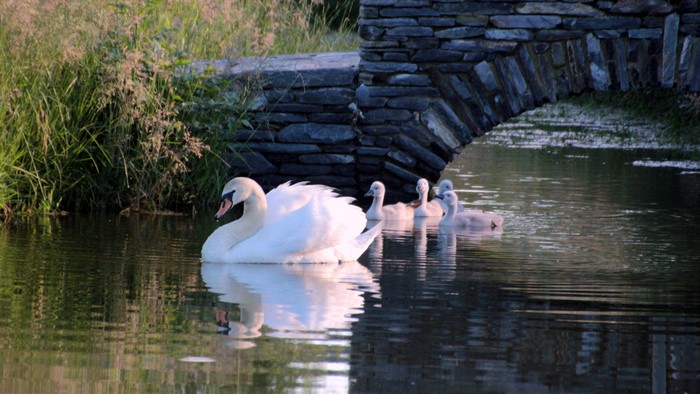 Swan and cygnets swim under a stone bridge