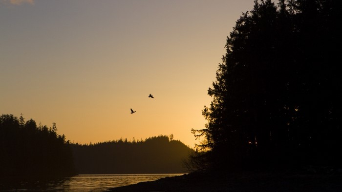 Sunset over a lake with trees and birds