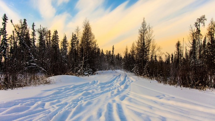 Winter forest with snow-covered road