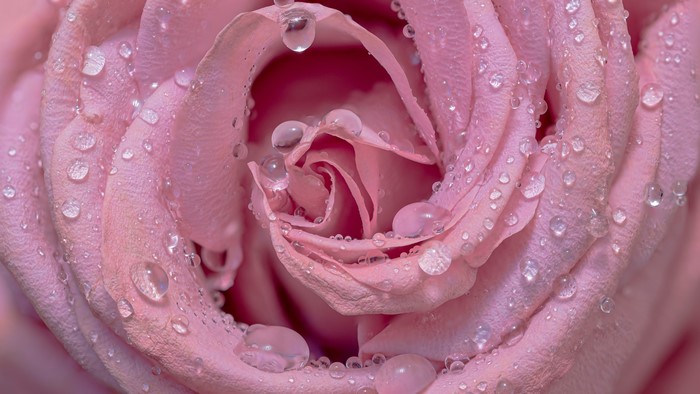 4K Pink Rose with Water Droplets