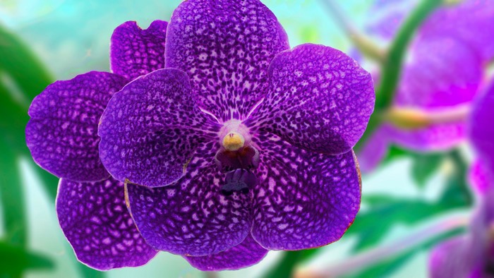 Purple Vanda Orchid