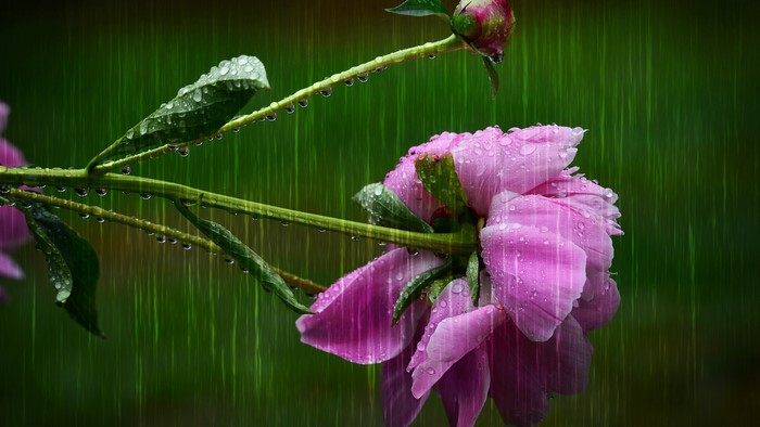 4K Pink Peony in Rain