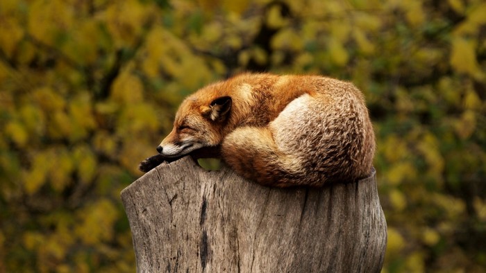A fox sleeping on a tree stump