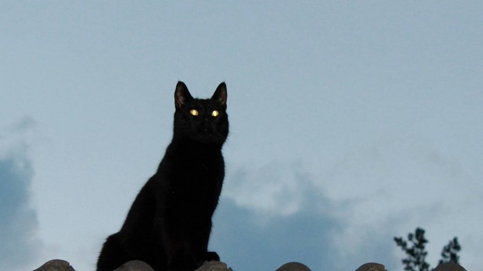 Black cat with glowing eyes on a rooftop